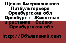 Щенки Американского Питбультерьера - Оренбургская обл., Оренбург г. Животные и растения » Собаки   . Оренбургская обл.